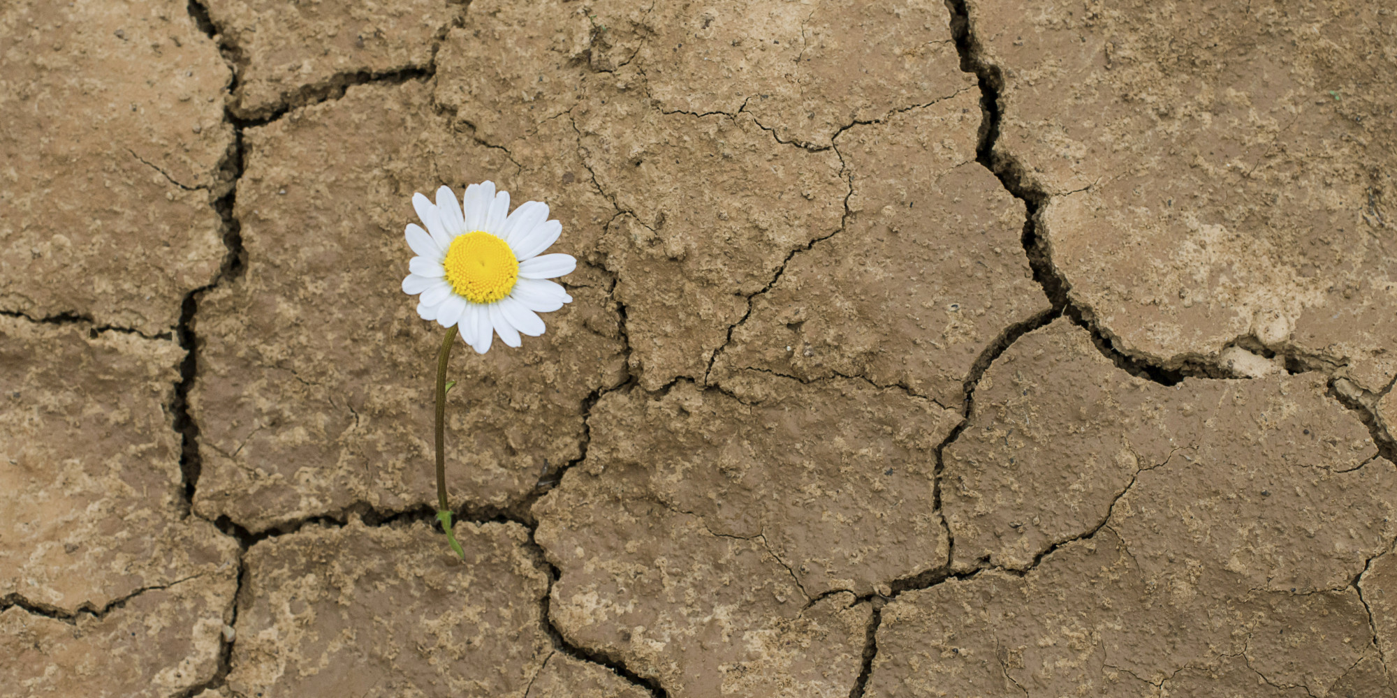 Sabes que es la Resiliencia y como hacerla una fortaleza en tu entorno?